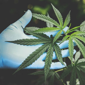 hand in medical glove holding marijuana plant 