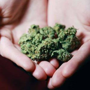 Hands holding cannabis buds