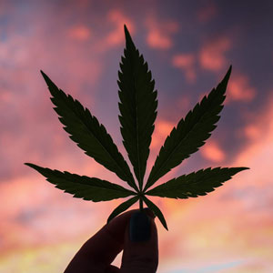 cannabis leaf held in sunset